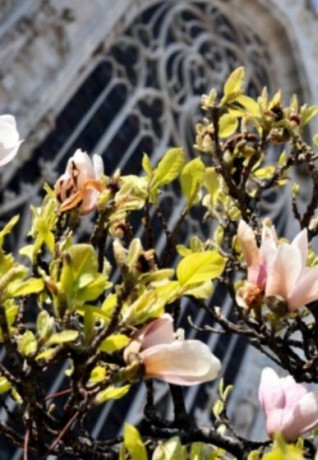 Comune di Milano - Magnolia in bloom in Duomo in Milan