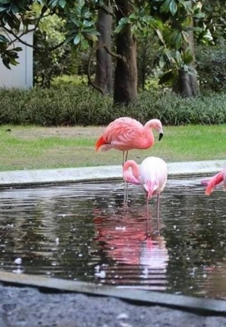 Pink flamingos at Villa Invernizzi. Pic: @andreacherchi _foto (Instagram)